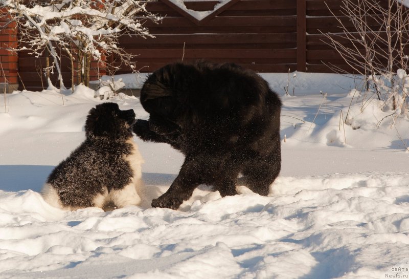 Фото: ньюфаундленд Plushevaya Panda Eau Belle Alyona (Плюшевая Панда Эау Белле Алыона), ньюфаундленд Cristalmar Cadeaux de Noel