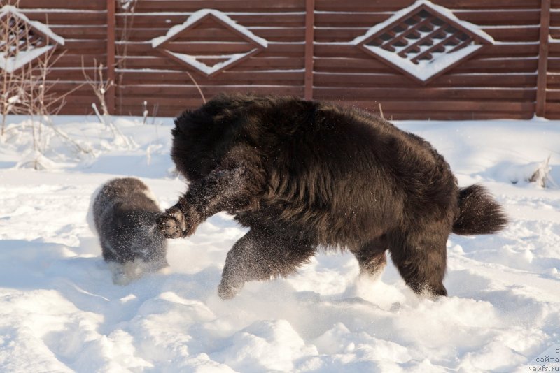 Фото: ньюфаундленд Cristalmar Cadeaux de Noel, ньюфаундленд Plushevaya Panda Eau Belle Alyona (Плюшевая Панда Эау Белле Алыона)