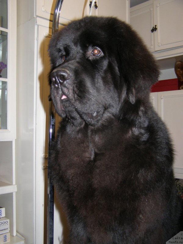 Фото: ньюфаундленд Chernaya Mafia Maybe She Will (Черная Мафия Маубе Ше Вилл)