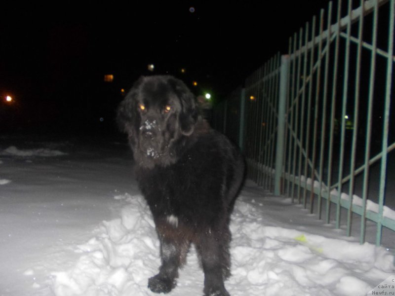 Фото: ньюфаундленд Intriga Nochi ot Marleon Dusvik (Интрига Ночи от Марлеон Дусвик), ньюфаундленд Intriga Nochi ot Marleon Dusvik (Интрига Ночи от Марлеон Дусвик)