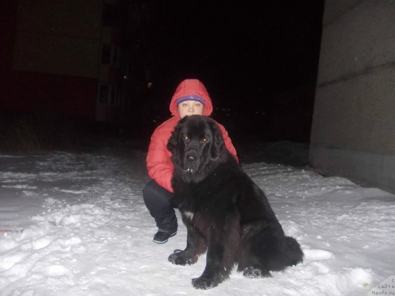 Фото: ньюфаундленд Intriga Nochi ot Marleon Dusvik (Интрига Ночи от Марлеон Дусвик)