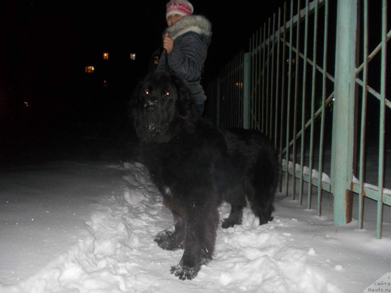 Фото: ньюфаундленд Intriga Nochi ot Marleon Dusvik (Интрига Ночи от Марлеон Дусвик)