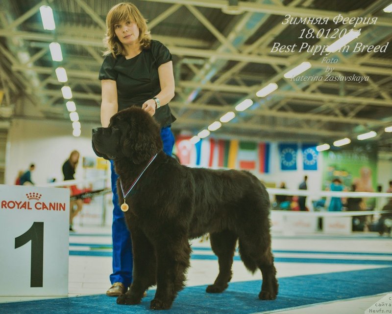Фото: ньюфаундленд Smigar Liverpulsiy Chetvertak (Смигар Ливерпульский Четвертак)