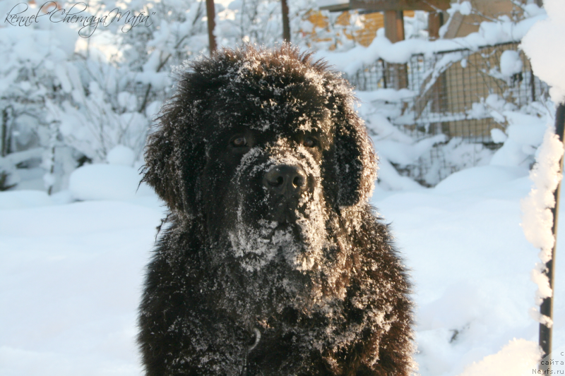 Фото: ньюфаундленд Chernaya Mafia Must Have (Черная Мафия Муст Хаве)