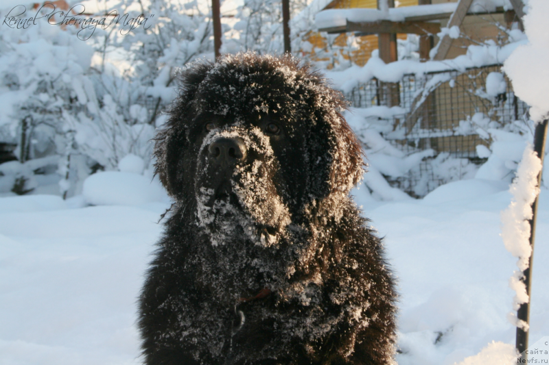 Фото: ньюфаундленд Chernaya Mafia Must Have (Черная Мафия Муст Хаве)
