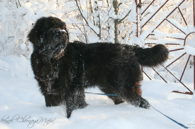 Фото: ньюфаундленд Chernaya Mafia Must Have (Черная Мафия Муст Хаве)