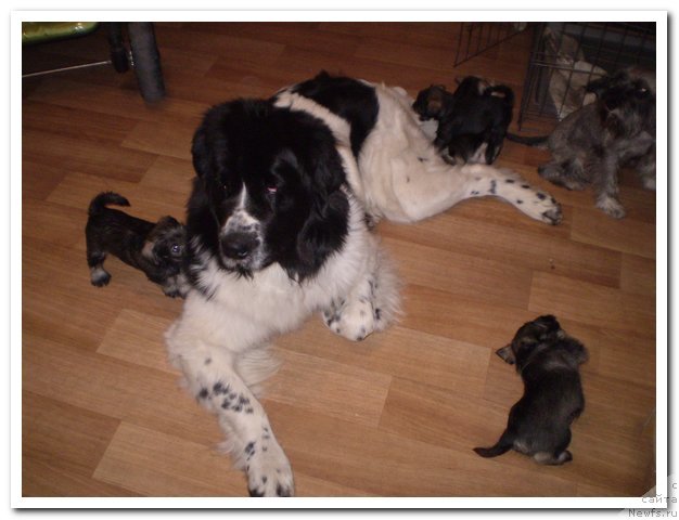 Фото: ньюфаундленд Kara Ayular Avrora Polaris (Кара Аюлар Аврора Поларис)