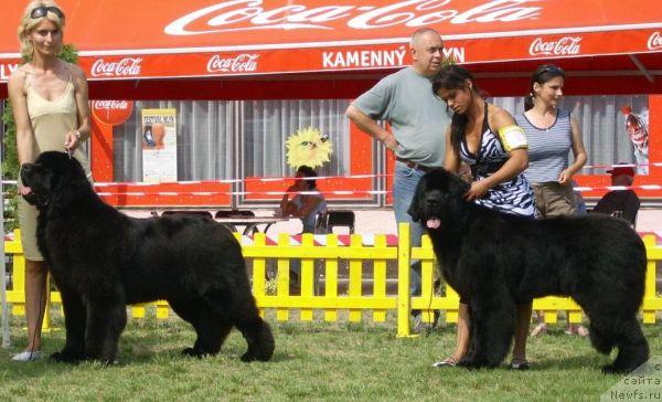 Фото: ньюфаундленд King of Helluland Choose Me (King of Helluland Choose Me)