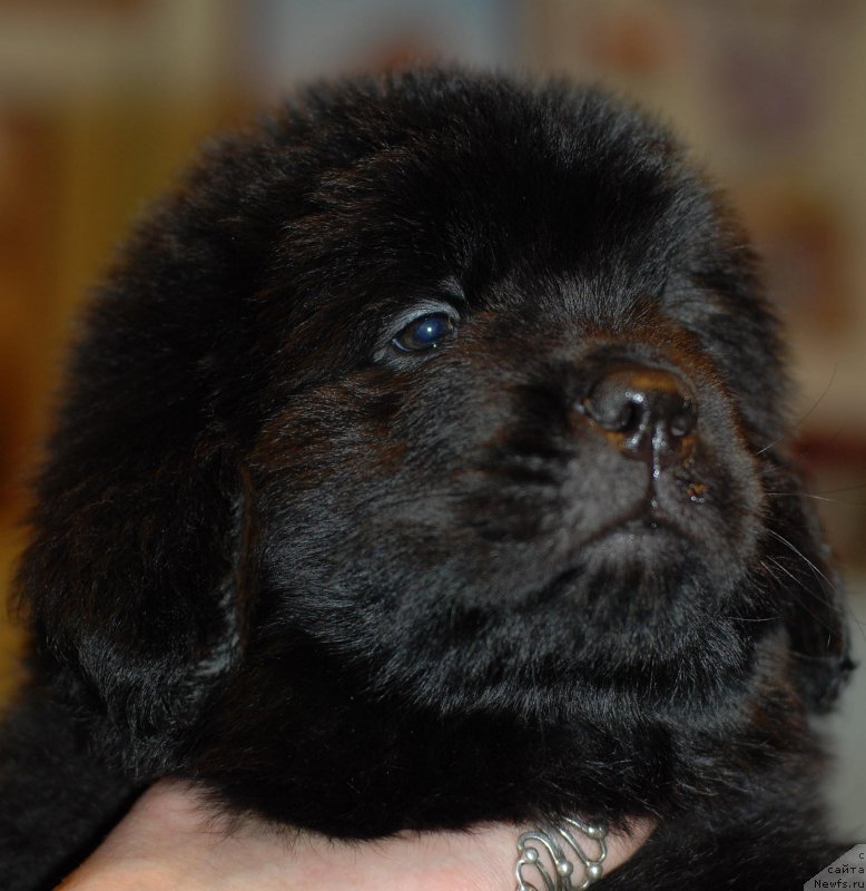 Фото: сука Смигар Ухти Тухти с Невской Бухты (жёлтая ниточка), ньюфаундленд Aquatoriya Kelvin Kadril (Акватория Келвин Кадриль)