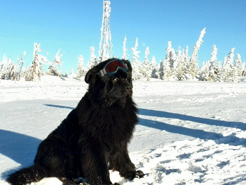 Фото: ньюфаундленд Super Premium Lya Mezon (Супер Премиум Ля Мезон)