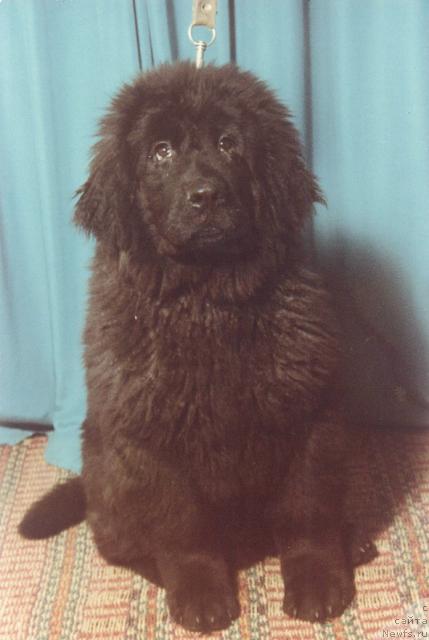 Фото: ньюфаундленд Pontiy (Понтий)