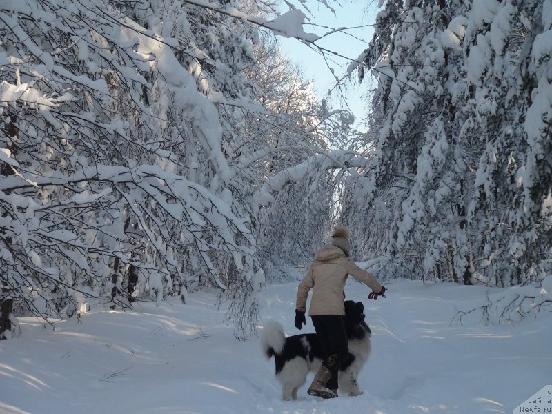 Фото: ньюфаундленд CHernyiy SHarm Vellington (Черный Шарм Веллингтон), YEl'za CHernova (Эльза Чернова)