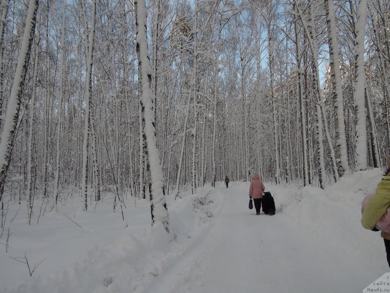 Фото: ньюфаундленд Baryishnya (Барышня), Galiya Gizatullina (Галия Гизатуллина)