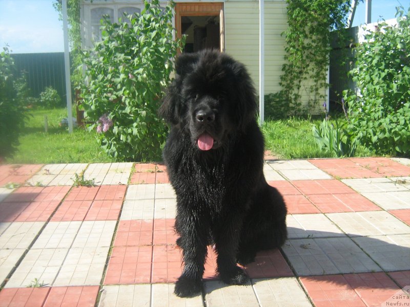 Фото: ньюфаундленд Potap Ollen (Потап Оллен)