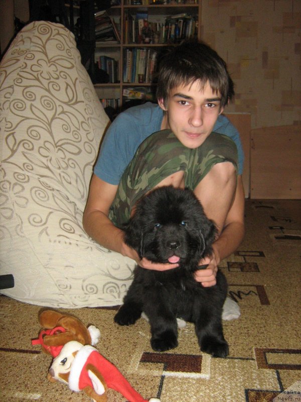 Фото: ньюфаундленд Potap Ollen (Потап Оллен)