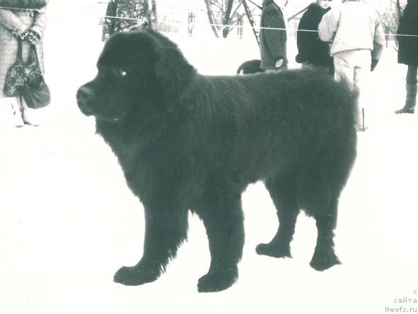 Фото: ньюфаундленд CHekker Les Ir (Чеккер Лес Ир)