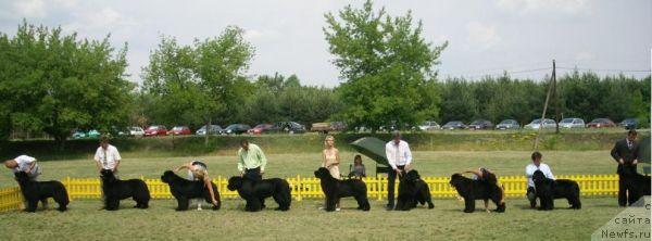 Фото: ньюфаундленд King of Helluland Choose Me (King of Helluland Choose Me)