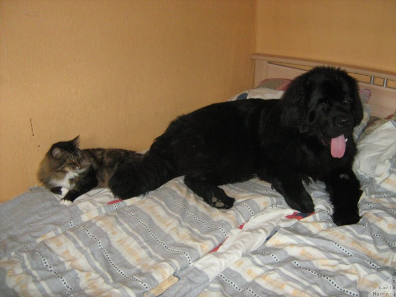 Фото: ньюфаундленд Potap Ollen (Потап Оллен)