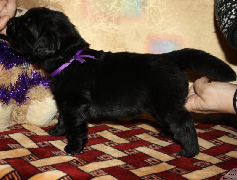 Фото: ньюфаундленд Admiring Glanses YEt Mi (Адмиринг Глансес Эт Ми)