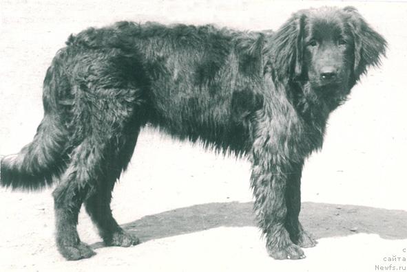 Фото: ньюфаундленд Nikol' Klemenc Muli (Николь Клеменц Мули)