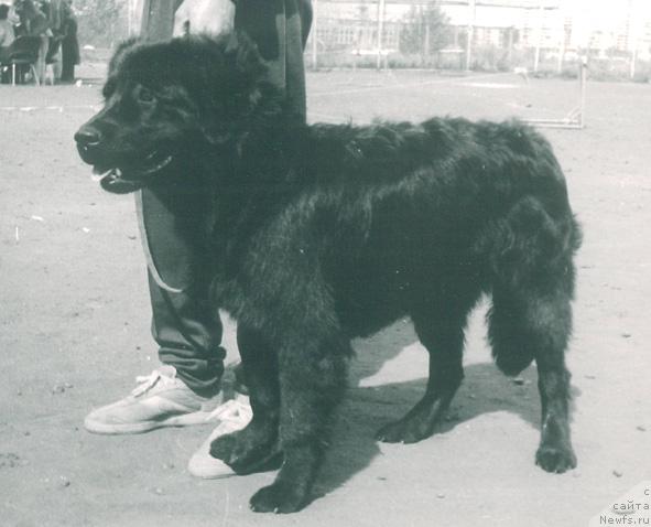 Фото: ньюфаундленд Nessi Klemenc Muli (Несси Клеменц Мули)