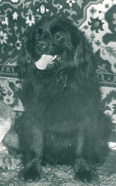 Фото: ньюфаундленд Santa Ju (Санта Жу)