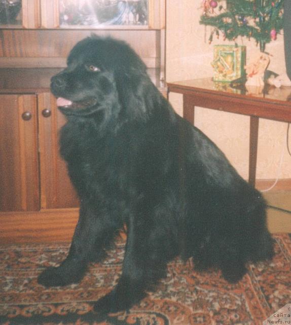 Фото: ньюфаундленд Carevna Lebed' (Царевна Лебедь)