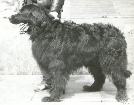 Фото: ньюфаундленд SHaman Misha (Шаман Миша)