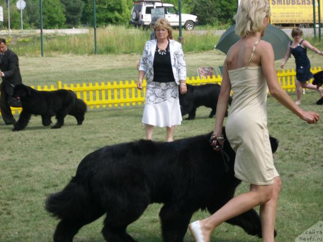 Фото: ньюфаундленд King of Helluland Choose Me (King of Helluland Choose Me)