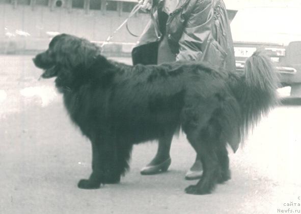 Фото: ньюфаундленд E Gayda Aster (Е Гайда Астер)