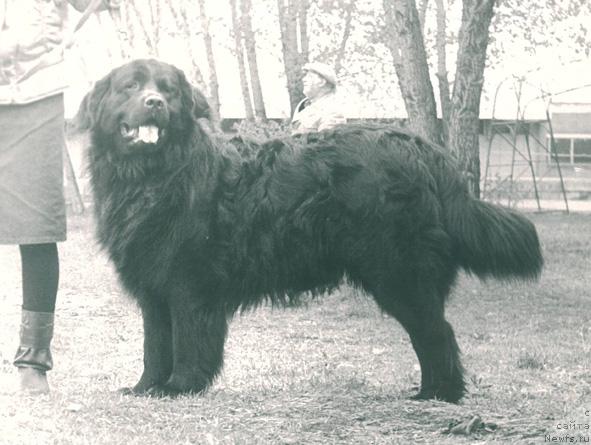 Фото: ньюфаундленд Flora Smoki Teyl (Флора Смоки Тейл)