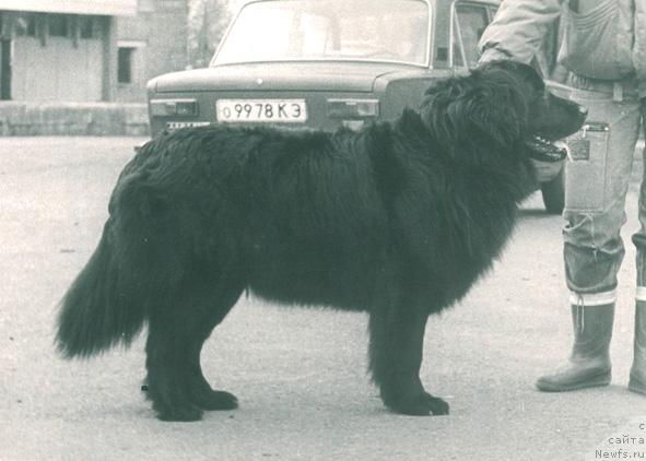 Фото: ньюфаундленд Felliya Smoki Teyl (Феллия Смоки Тейл)