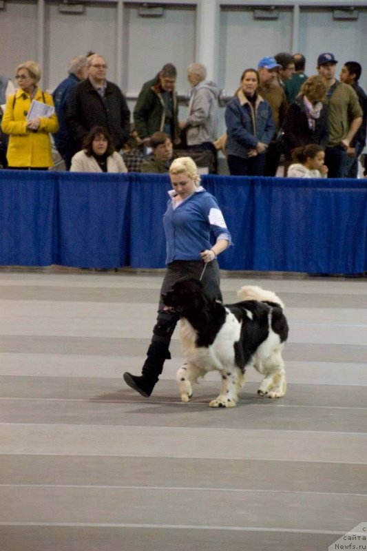 Фото: ньюфаундленд Callistos Resolution