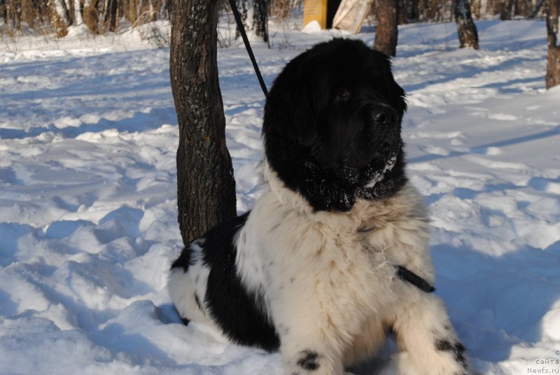 Фото: ньюфаундленд Stepnaya Pal'mira Estestvenno YA Luchshiy (Степная Пальмира Естественно Я Лучший)