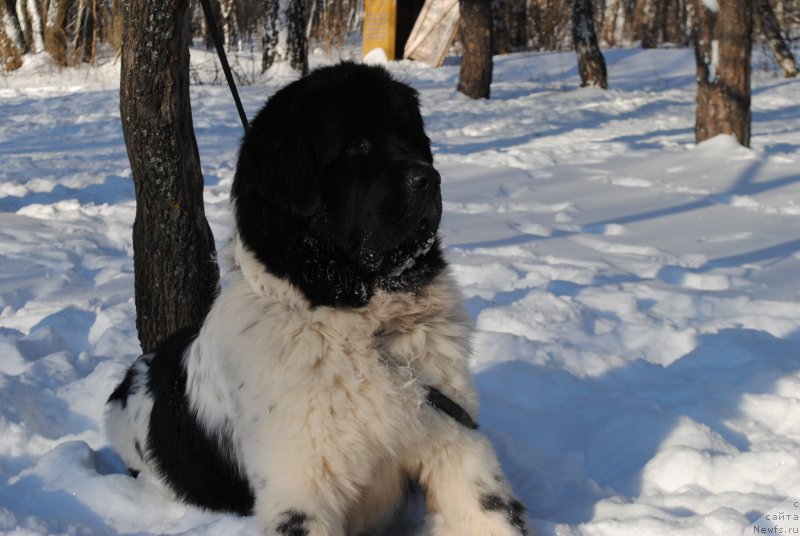 Фото: ньюфаундленд Stepnaya Pal'mira Estestvenno YA Luchshiy (Степная Пальмира Естественно Я Лучший)