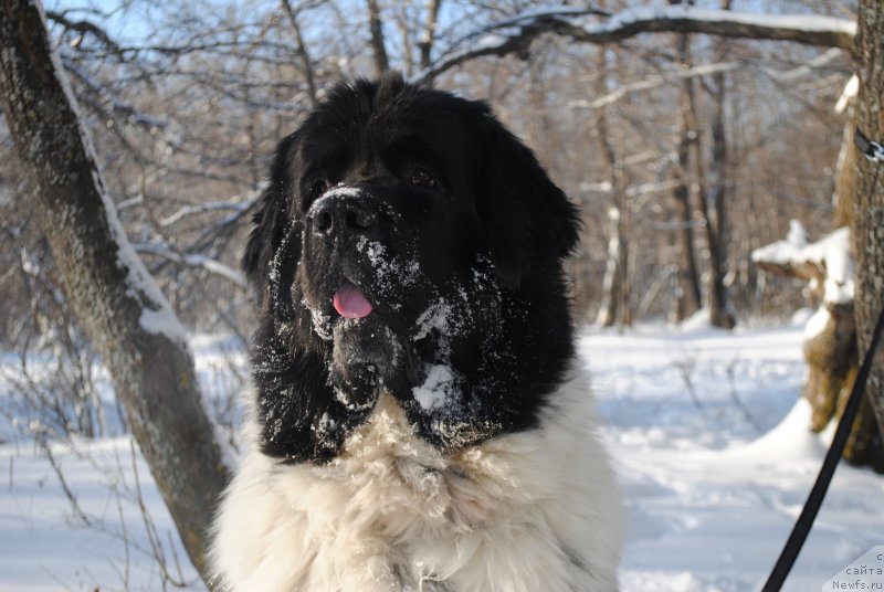 Фотография № 144237