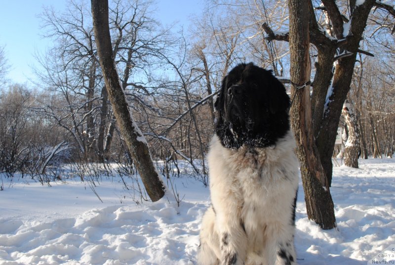 Фото: ньюфаундленд Stepnaya Pal'mira Estestvenno YA Luchshiy (Степная Пальмира Естественно Я Лучший)