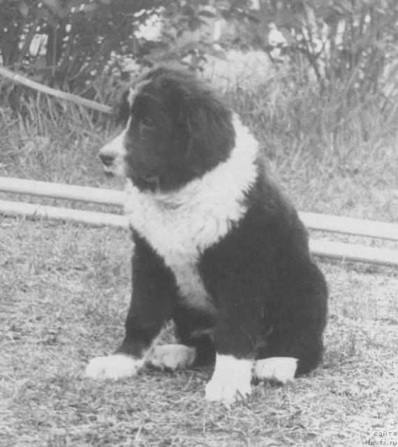 Фото: ньюфаундленд Djuliya Glen (Джулия Глен)