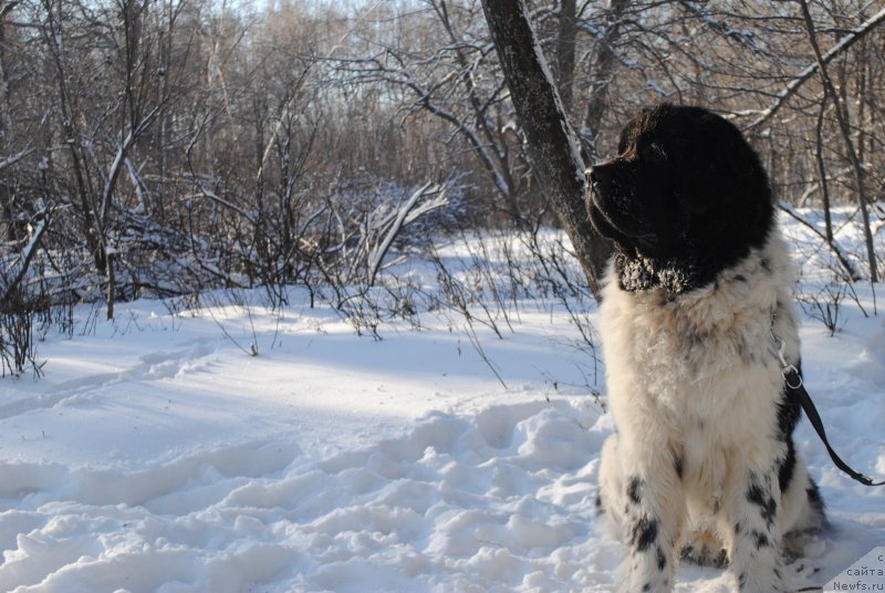Фото: ньюфаундленд Stepnaya Pal'mira Estestvenno YA Luchshiy (Степная Пальмира Естественно Я Лучший)