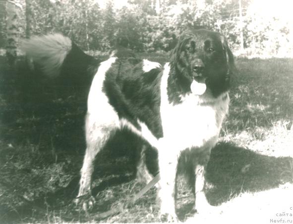 Фото: ньюфаундленд Gi Madlen Kirbag (Ги Мадлен Кирбаг)