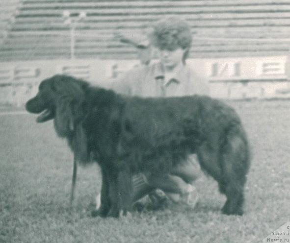 Фото: ньюфаундленд Vena Sadko (Вена Садко)