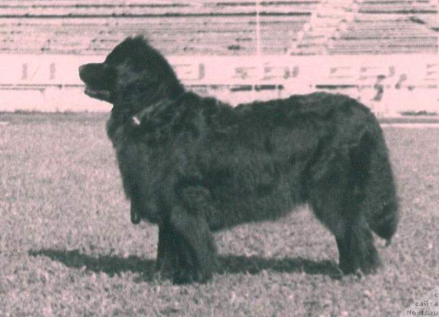 Фото: ньюфаундленд Klemenciya Jan (Клеменция Жан)