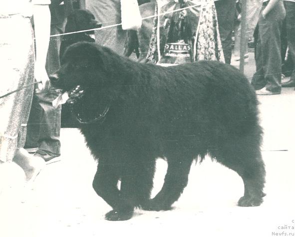 Фото: ньюфаундленд Oskar Ols (Оскар Олс)