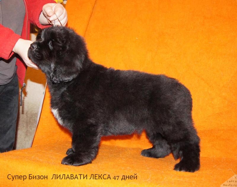 Фото: ньюфаундленд Super Bizon Lilavati Leksa (Супер Бизон Лилавати Лекса)