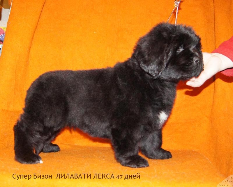 Фото: ньюфаундленд Super Bizon Lilavati Leksa (Супер Бизон Лилавати Лекса)