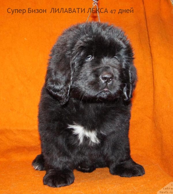 Фото: ньюфаундленд Super Bizon Lilavati Leksa (Супер Бизон Лилавати Лекса)