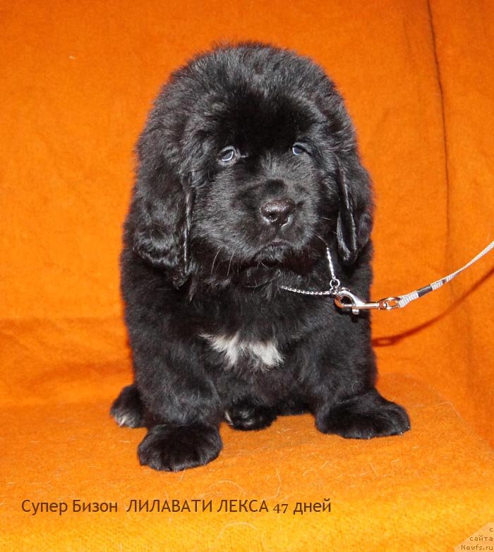 Фото: ньюфаундленд Super Bizon Lilavati Leksa (Супер Бизон Лилавати Лекса)
