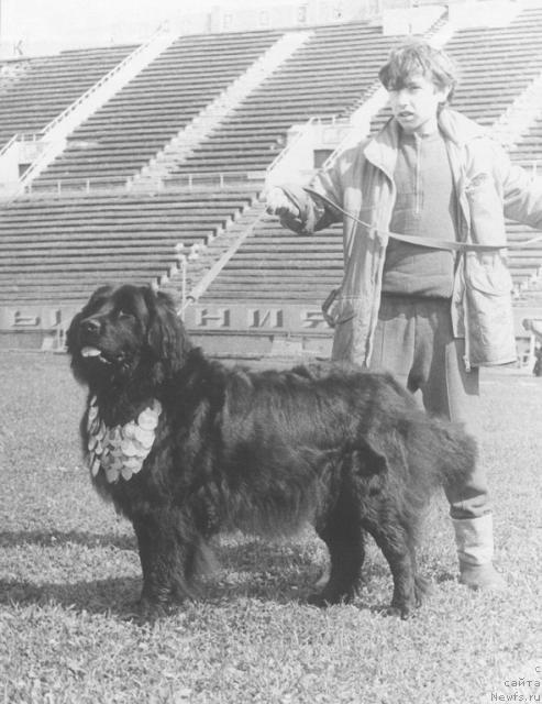 Фото: ньюфаундленд Ferri Fanta O'Leyzi (Ферри Фанта О'Лейзи)