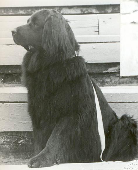 Фото: ньюфаундленд SHera (Шера)