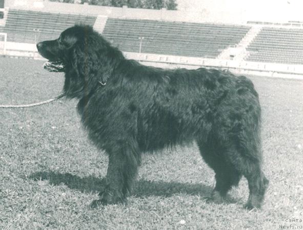 Фото: ньюфаундленд Barri Dari (Барри Дари)